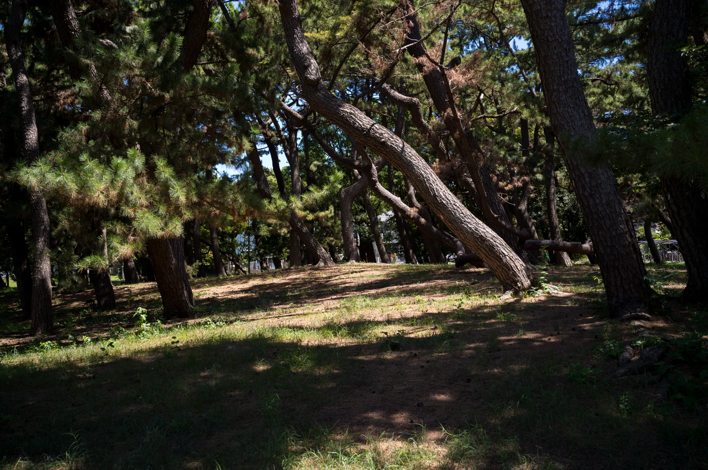 神奈川 / Kanagawa photograph 088